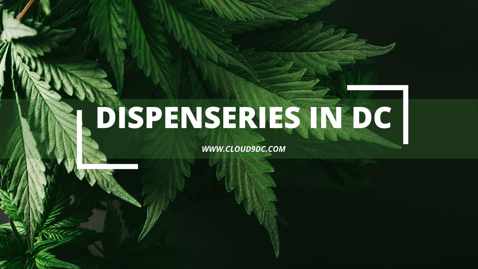 Dispensaries in DC banner